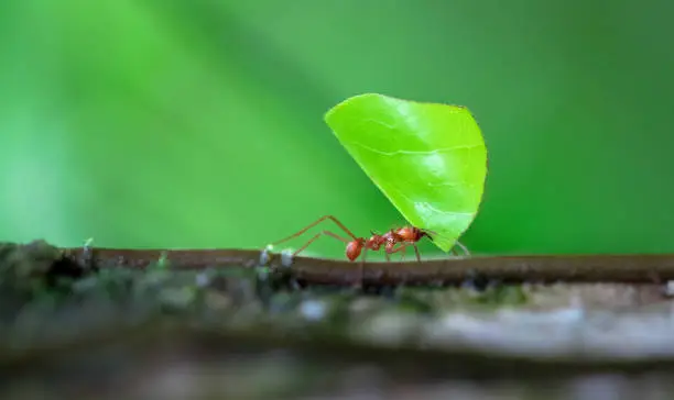 Leaf-cutter ant (Atta sp.) near Puerto Viejo de Sarapiqui, Costa Rica.