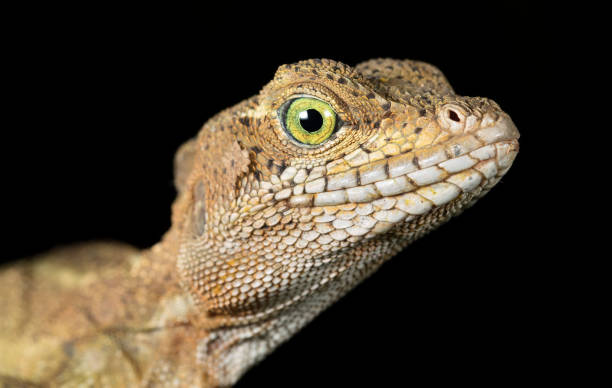 common basilisk, costa rica - central america flash imagens e fotografias de stock