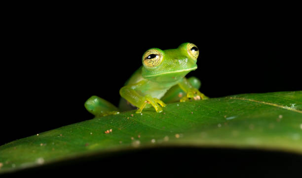 emerald glass frog, costa rica - central america flash imagens e fotografias de stock