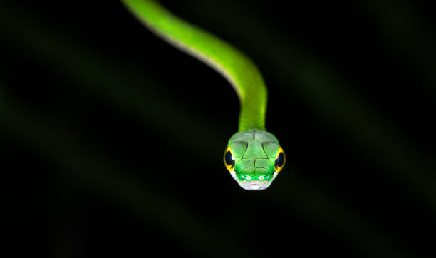 serpente pappagallo satinato, costa rica - central america flash foto e immagini stock