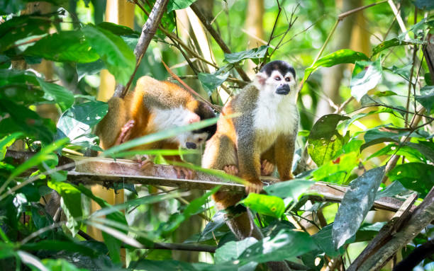 istock Central American squirrel monkey, Costa Rica 1136251558