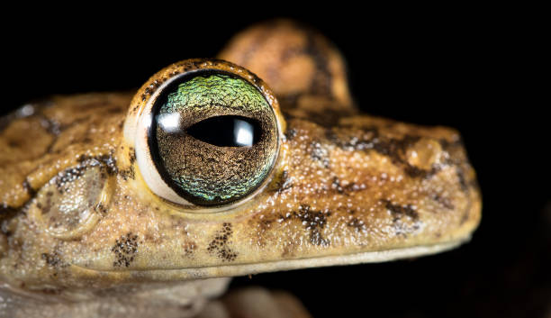 rosenberg's tree frog up close, costa rica - central america flash imagens e fotografias de stock