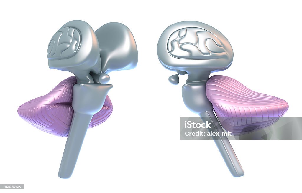 Мозжечок с Ствол мозга - Стоковые фото Варолиев мост роялти-фри