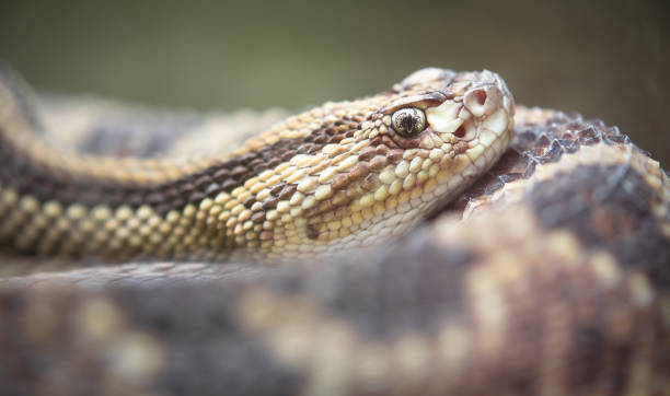 istock Neotropical rattlesnake, Costa Rica 1136254730