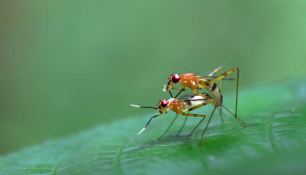 istock Flies mating, Costa Rica 1136254788