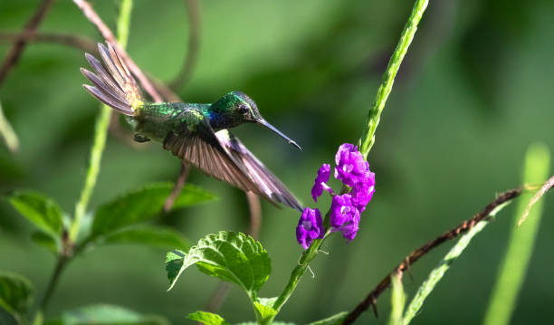 istock Mexican violetear, Costa Rica 1136254854