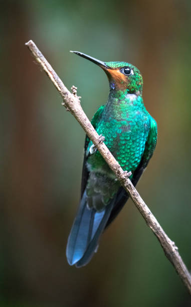 istock Green-crowned brilliant, Costa Rica 1136254855