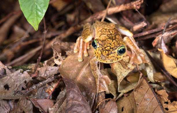 rosenberg's tree frog, costa rica - central america flash imagens e fotografias de stock