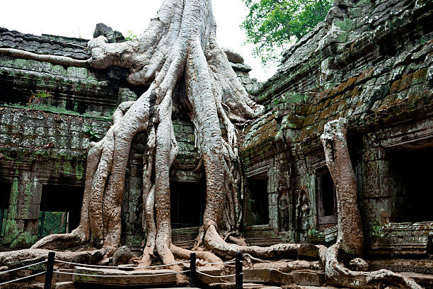 istock Ta Prohm Temple, Angkor Wat, Cambodia 113625563