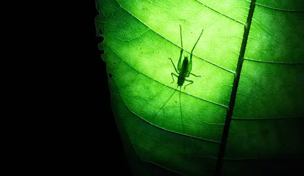 Silhouette of a cricket on a large leaf at night on the Osa Peninsula, Costa Rica.