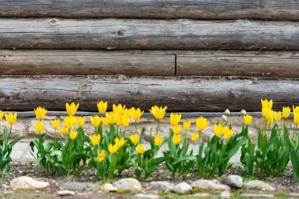 Old wood log background with cracks and lines. Flowers in foreground