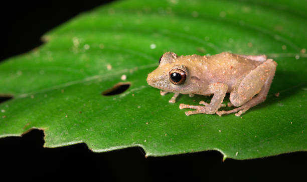 grenouille de pluie pygmienne, costa rica - tropical rain forest flash photos et images de collection