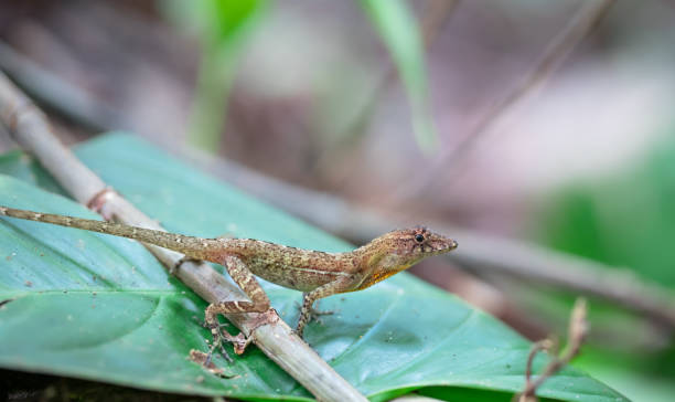 istock Golfo-Ducle anole, Costa Rica 1136255797