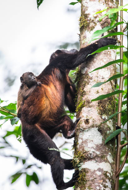 istock Mantled howler monkey with a baby, Costa Rica 1136255828