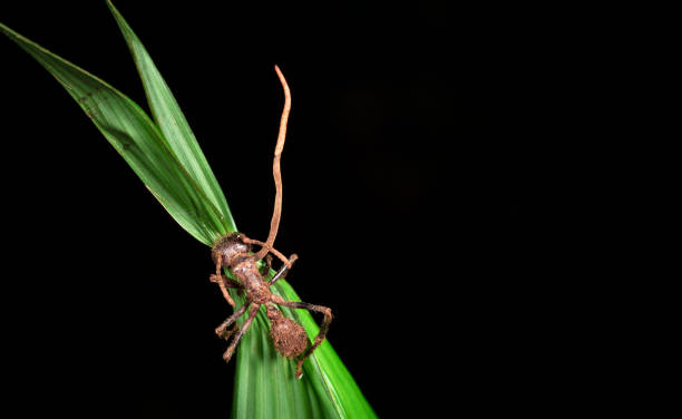 fungo cordyceps su una formica proiettile, costa rica - central america flash foto e immagini stock