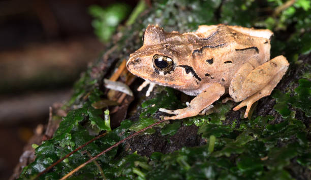 common rain frog, costa rica - central america flash imagens e fotografias de stock