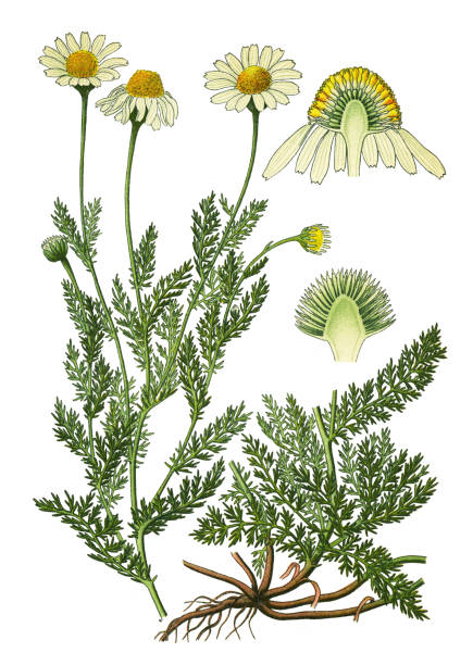 chamomile, Roman chamomile, English chamomile, garden chamomile, ground apple, low chamomile, mother's daisy, whig plant Antique illustration of a Medicinal and Herbal Plants. 
illustration was published in 1892 “Medicinal Plants of the Russian"
scan by Ivan Burmistrov chamomile plant stock illustrations