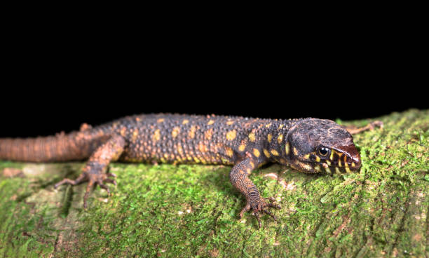 istock Yellow-spotted night lizard, Costa Rica 1136256223