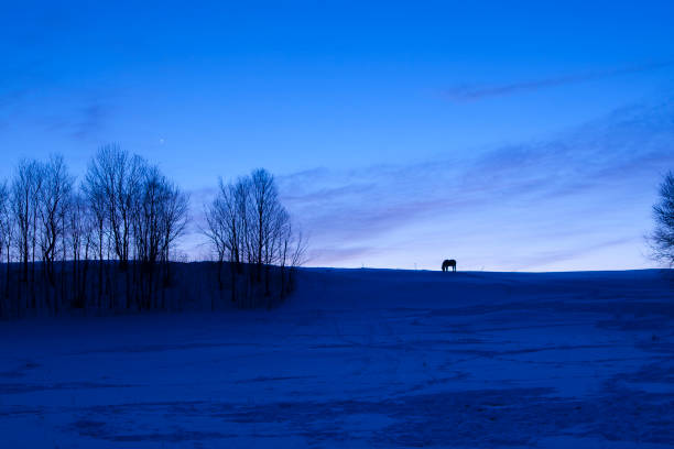 Lone horse on snow covered ride at dusk