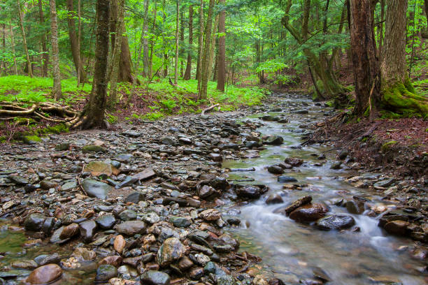 istock Shallow stream flowing over rocks and pebbles in a deep green forest 1136257919