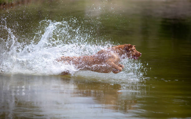istock Chesapeake Bay Retriever Leaping In the Water 1136257938