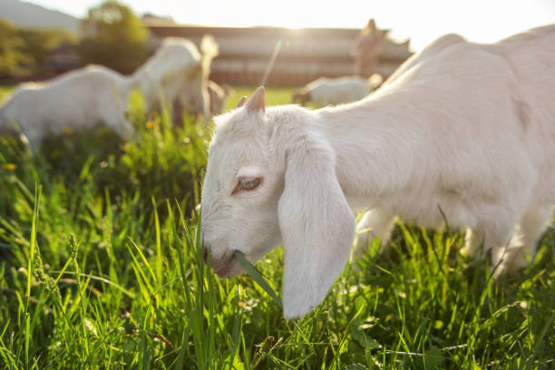 istock White goat kid grazing on spring meadow, wide low angle photo with strong sun backlight. 1136258055