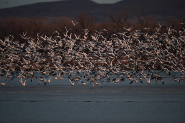istock Snow geese Bosque del Apache, New Mexico USA 1136259185