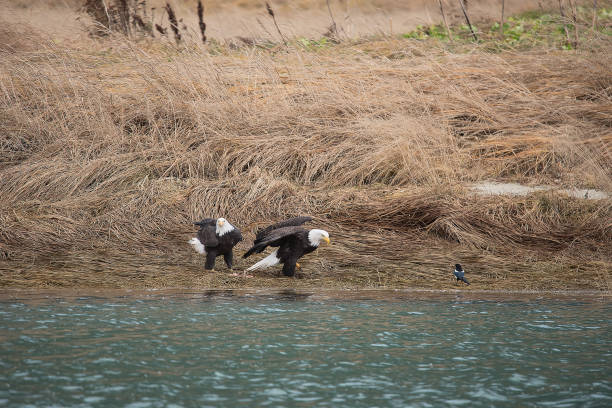 istock Bald Eagle Preserve Haines Alaska 1136259349