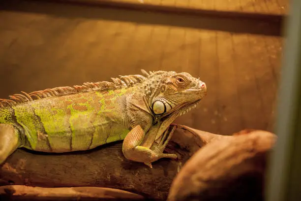 Photo of Green iguana, also known as American iguana, is a large, arboreal, lizard. Found in captivity as a pet due to its calm disposition and bright colors. Exotic Pet Care, Wildlife, Animal