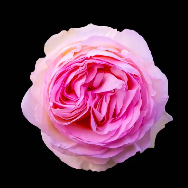 Flower of pink rose isolated on black background