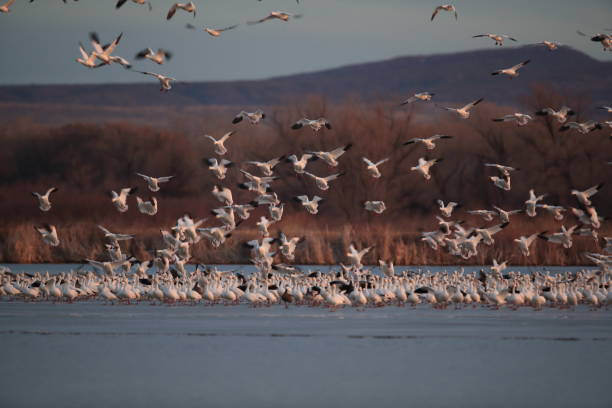 istock Snow geese Bosque del Apache, New Mexico USA 1136261718