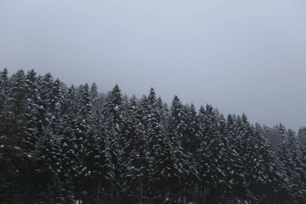 Fairytale forest landscape in winter season