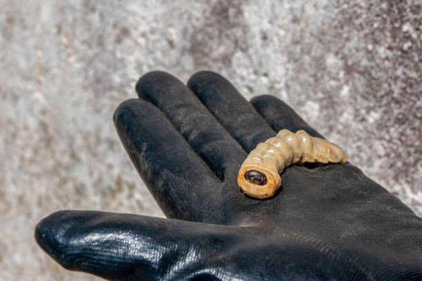 istock Stag beetle larva at pupal stage on a hand 1136262503