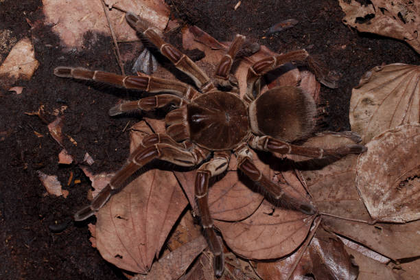 World Biggest Spider stock photo