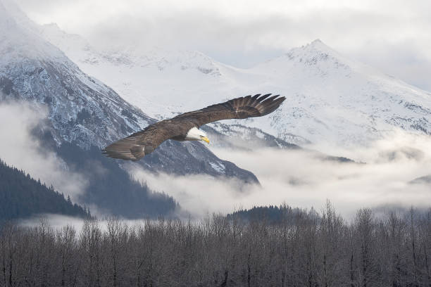 bald eagle flying at preserve haines alaska - haines imagens e fotografias de stock