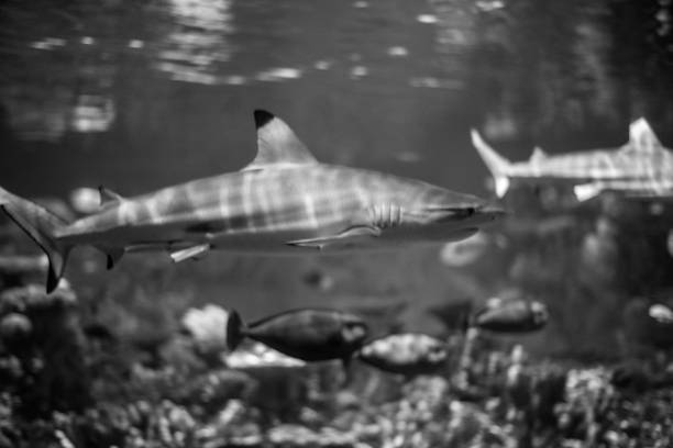 blacktip reef shark  swimming in a coral reef, - requiem shark imagens e fotografias de stock