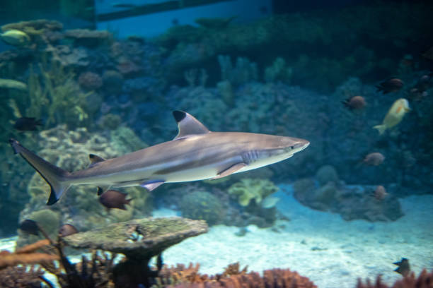 blacktip reef shark  swimming in a coral reef, - requiem shark imagens e fotografias de stock