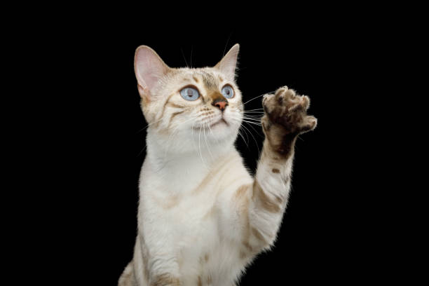 istock Snow white Bengal Cat isolated on Black Background 1136265067