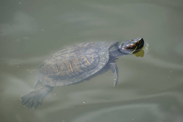 istock A Terrapin in the Water 1136265877