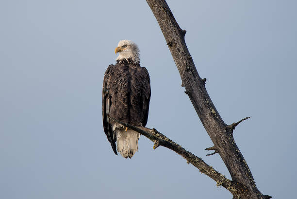 istock Bald Eagle perching at Preserve Haines Alaska 1136265913