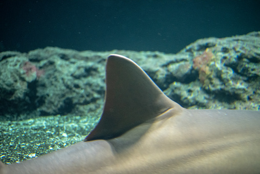 Largetooth sawfish (Pristis pristis) is considered critically endangered