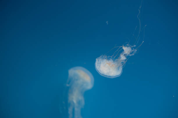 istock Jellyfish swimming in the open sea 1136266702