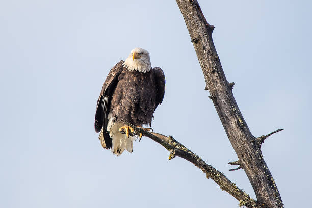 istock Bald Eagle perching at Preserve Haines Alaska 1136266718