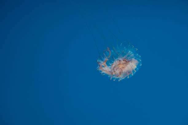 istock Jellyfish swimming in the open sea 1136267583