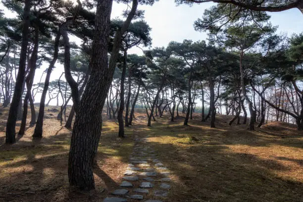 tall pine tree forest and a small road in haemieupseong fortress in seosan, south korea