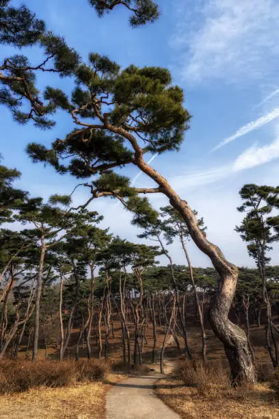 tall pine tree forest and a small road in haemieupseong fortress in seosan, south korea
