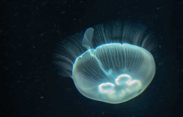 istock Jellyfish swimming in the open sea 1136267714