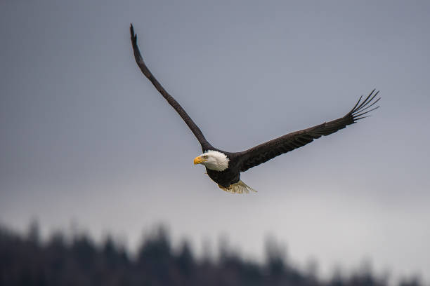 istock Bald Eagle flying at Preserve Haines Alaska 1136267750