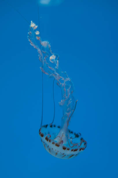 istock Jellyfish swimming in the open sea 1136267794
