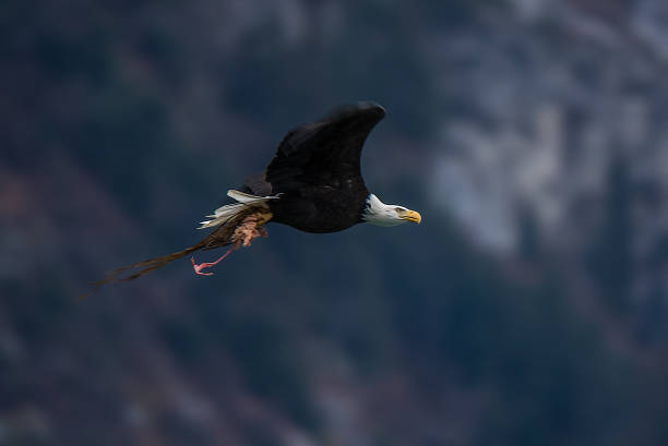 istock Bald Eagle Preserve Haines Alaska 1136267984